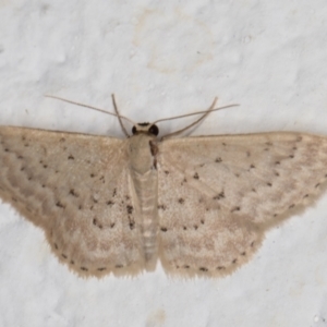 Idaea philocosma at Melba, ACT - 18 Mar 2022