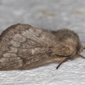 Pernattia pusilla at Melba, ACT - 18 Mar 2022