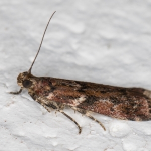 Ephestiopsis oenobarella at Melba, ACT - 18 Mar 2022