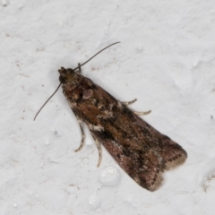 Ephestiopsis oenobarella at Melba, ACT - 18 Mar 2022