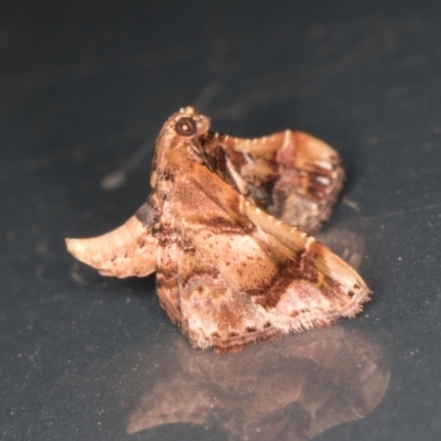 Scenedra decoratalis (A Pyralid moth) at Melba, ACT - 18 Mar 2022 by kasiaaus