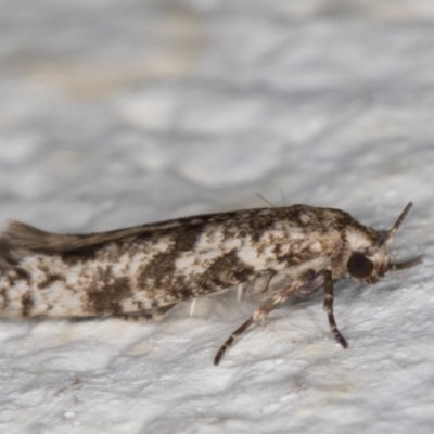 Oecophoridae (family) (Unidentified Oecophorid concealer moth) at Melba, ACT - 18 Mar 2022 by kasiaaus