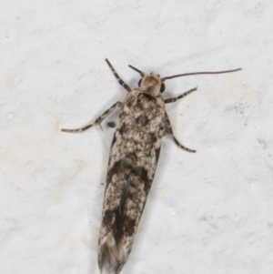 Oecophoridae (family) at Melba, ACT - 18 Mar 2022