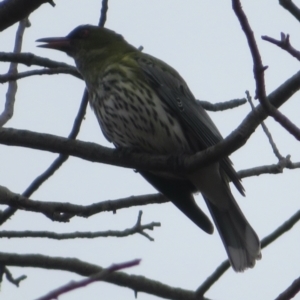 Oriolus sagittatus at Narrabundah, ACT - 25 Apr 2022 08:44 AM