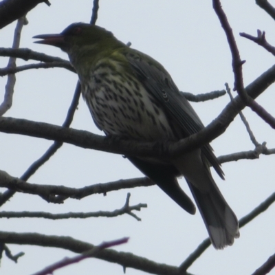 Oriolus sagittatus (Olive-backed Oriole) at Narrabundah, ACT - 25 Apr 2022 by RobParnell