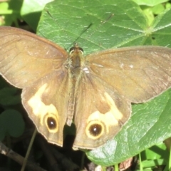 Hypocysta metirius (Brown Ringlet) at Moruya Heads, NSW - 17 Apr 2022 by RobParnell