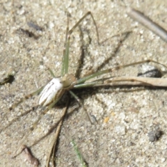 Leucauge dromedaria (Silver dromedary spider) at Moruya Heads, NSW - 17 Apr 2022 by RobParnell