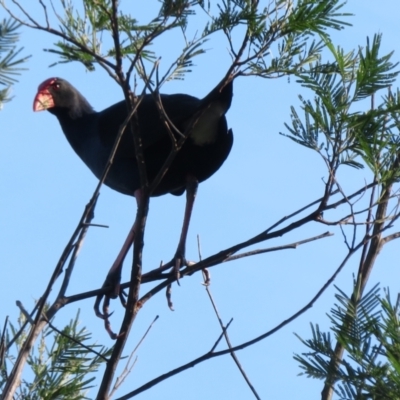 Porphyrio melanotus (Australasian Swamphen) at Moruya Heads, NSW - 17 Apr 2022 by RobParnell