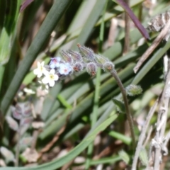 Myosotis discolor (Forget-me-not) at The Pinnacle - 24 Oct 2021 by sangio7