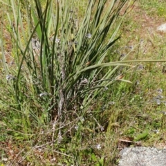 Myosotis discolor at Weetangera, ACT - 24 Oct 2021