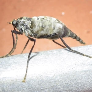 Boreoides subulatus at Narrabundah, ACT - 11 Apr 2022 04:53 PM