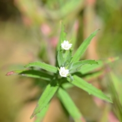 Epilobium hirtigerum (Hairy Willowherb) at Wamboin, NSW - 14 Dec 2021 by natureguy