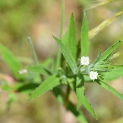 Epilobium hirtigerum at Wamboin, NSW - 14 Dec 2021