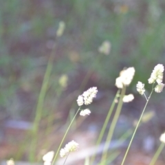 Dactylis glomerata at Wamboin, NSW - 14 Dec 2021