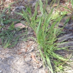 Dactylis glomerata at Wamboin, NSW - 14 Dec 2021