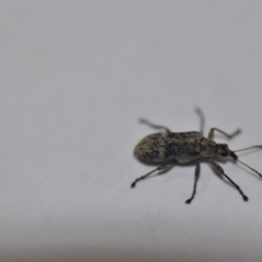 Sphinctobelus sp. (genus) (Belid weevil) at Wamboin, NSW - 16 Dec 2021 by natureguy