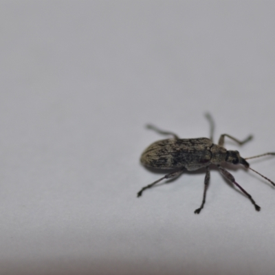 Sphinctobelus sp. (genus) (Belid weevil) at Wamboin, NSW - 16 Dec 2021 by natureguy