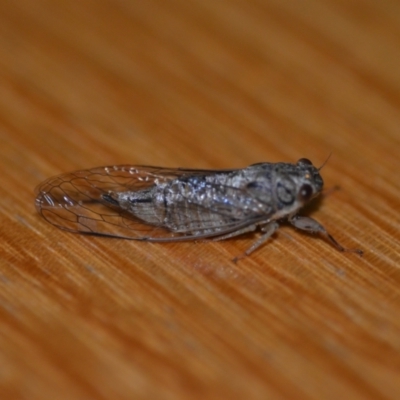 Yoyetta celis (Silver Princess Cicada) at Wamboin, NSW - 20 Dec 2021 by natureguy