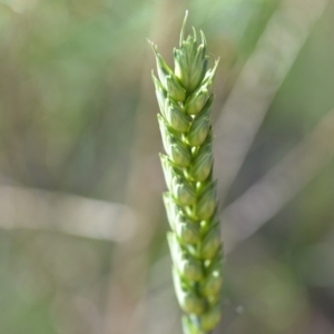 Triticum aestivum at Wamboin, NSW - 21 Dec 2021