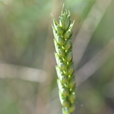 Triticum aestivum (Common Wheat) at Wamboin, NSW - 21 Dec 2021 by natureguy
