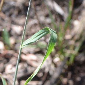 Triticum aestivum at Wamboin, NSW - 21 Dec 2021 07:52 PM