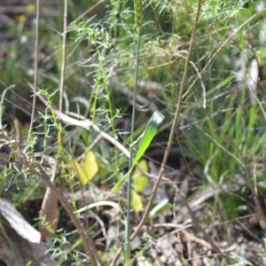 Triticum aestivum at Wamboin, NSW - 21 Dec 2021