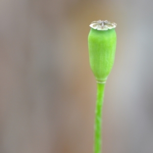 Papaver dubium at Wamboin, NSW - 23 Dec 2021