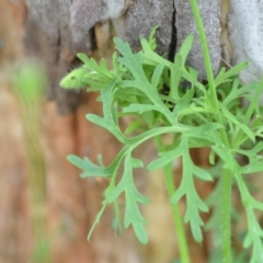 Papaver dubium at Wamboin, NSW - 23 Dec 2021