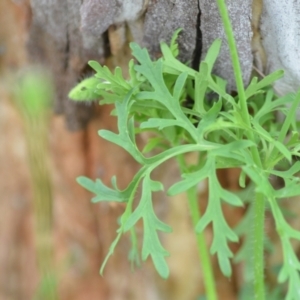 Papaver dubium at Wamboin, NSW - 23 Dec 2021