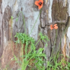 Papaver dubium at Wamboin, NSW - 23 Dec 2021