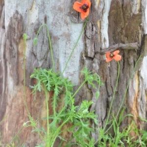 Papaver dubium at Wamboin, NSW - 23 Dec 2021