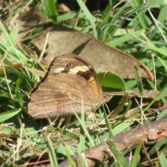 Heteronympha merope (Common Brown Butterfly) at Bumbaldry, NSW - 24 Apr 2022 by Christine