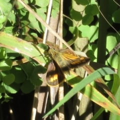 Ocybadistes walkeri (Green Grass-dart) at Bumbaldry, NSW - 24 Apr 2022 by Christine