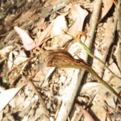 Pterostylis sp. (A Greenhood) at Bumbaldry, NSW - 24 Apr 2022 by Christine