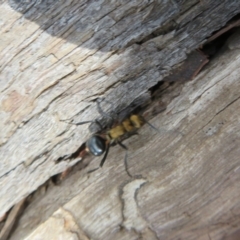 Polyrhachis semiaurata at Bumbaldry, NSW - 24 Apr 2022 by Christine