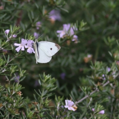 Pieris rapae (Cabbage White) at Wodonga, VIC - 25 Apr 2022 by KylieWaldon