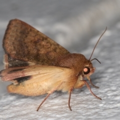 Helicoverpa punctigera at Melba, ACT - 18 Mar 2022 11:47 PM