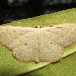 Scopula optivata at Flynn, ACT - 23 Apr 2022