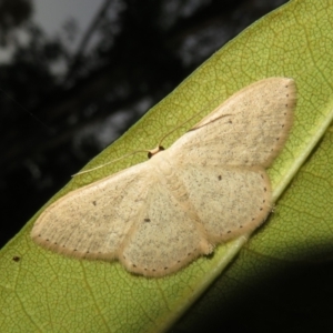 Scopula optivata at Flynn, ACT - 23 Apr 2022