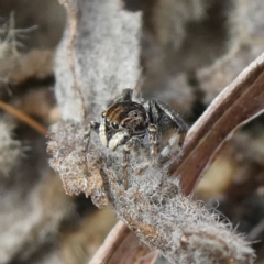 Maratus chrysomelas (Variable Peacock Spider) at Theodore, ACT - 25 Apr 2022 by owenh