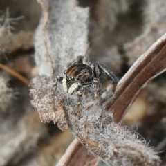 Maratus chrysomelas (Variable Peacock Spider) at Theodore, ACT - 24 Apr 2022 by OwenH