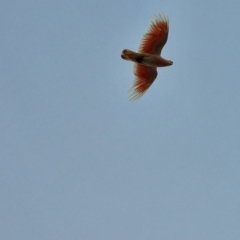 Lophochroa leadbeateri (Pink Cockatoo) at White Cliffs, NSW - 25 Apr 2022 by AaronClausen