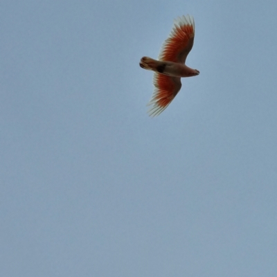 Lophochroa leadbeateri (Pink Cockatoo) at White Cliffs, NSW - 25 Apr 2022 by AaronClausen