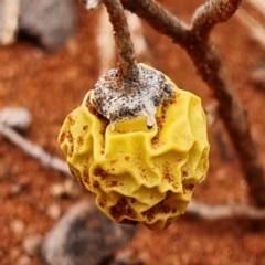 Solanum sp. (genus) (Nightshades, soda apples, devils apples) at White Cliffs, NSW - 25 Apr 2022 by AaronClausen
