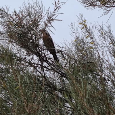 Acanthagenys rufogularis (Spiny-cheeked Honeyeater) at White Cliffs, NSW - 25 Apr 2022 by AaronClausen