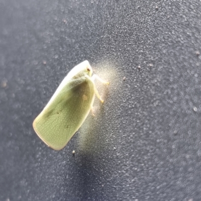 Unidentified Leafhopper or planthopper (Hemiptera, several families) at Wilcannia, NSW - 23 Apr 2022 by AaronClausen