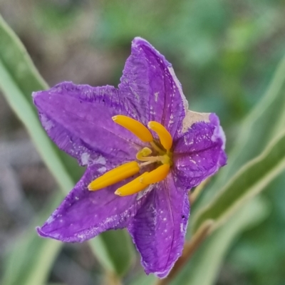 Solanum sp. (genus) (Nightshades, soda apples, devils apples) at Wilcannia, NSW - 23 Apr 2022 by AaronClausen