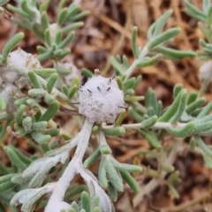 Dissocarpus paradoxus (Cannonball Burr) at White Cliffs, NSW - 25 Apr 2022 by AaronClausen