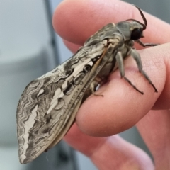 Unidentified Moth (Lepidoptera) at Wilcannia, NSW - 23 Apr 2022 by AaronClausen