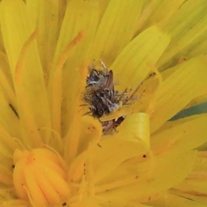 Heliocosma (genus - immature) at Dryandra St Woodland - 23 Apr 2022